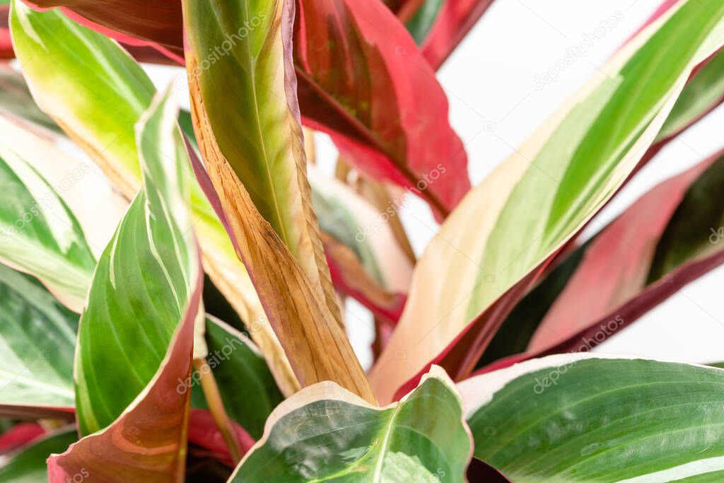 Close up of browning edges of the leaf. Common problem of Calathea Stromanthe Sanguinea Triostar or Tricolor plant because of overwatering