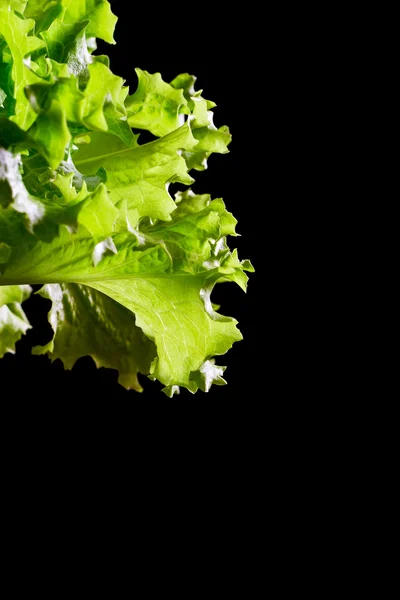 Fresh green lettuce salad fragment on black background — Stock Photo, Image