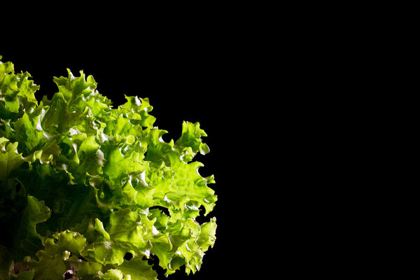 Fresh green lettuce salad fragment on black background
