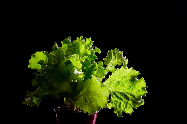 Färsk grön sallad sallad fragment på svart bakgrund — Stockfoto