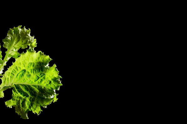 黒の背景に緑の新鮮なレタスのサラダ フラグメント — ストック写真