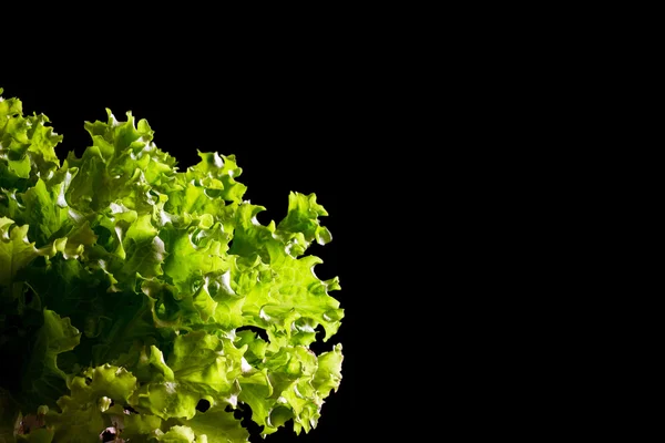 Fresh green lettuce salad fragment on black background Royalty Free Stock Images