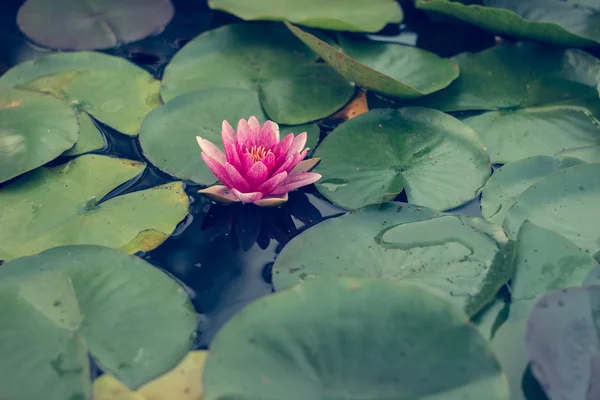 Pond scenery with pink water lilly — Stock Photo, Image