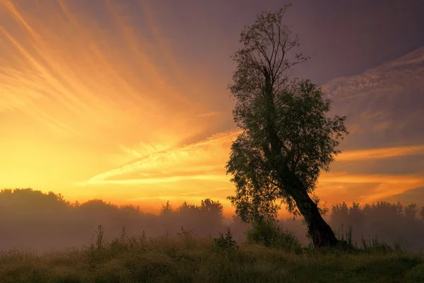 Ein warmer Sommermorgen. Einsame Weide am Ufer des Flusses. — Stockfoto