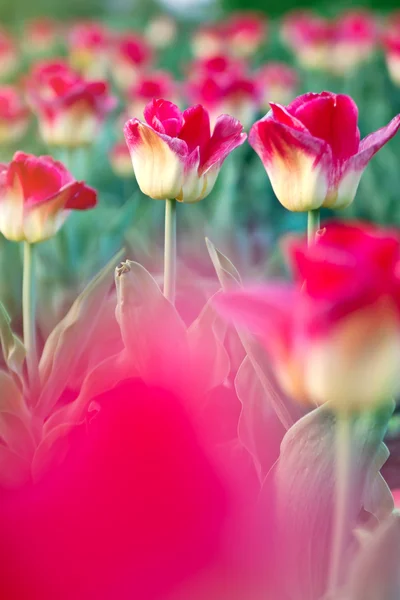 Red and yellow tulips — Stock Photo, Image