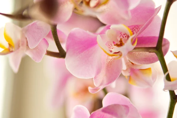 Branche de floraison orchidée rose — Photo