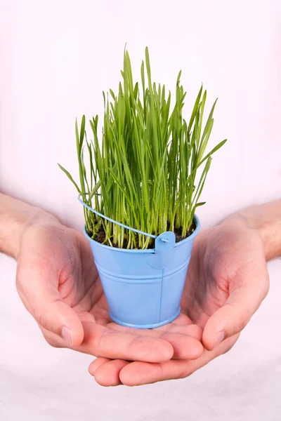 Wheat sprouts in man's hands — Stock Photo, Image