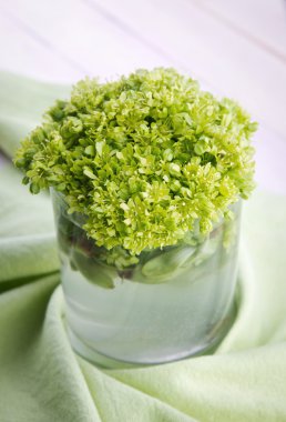 Cam vazoda yeşil akçaağaç çiçeği 