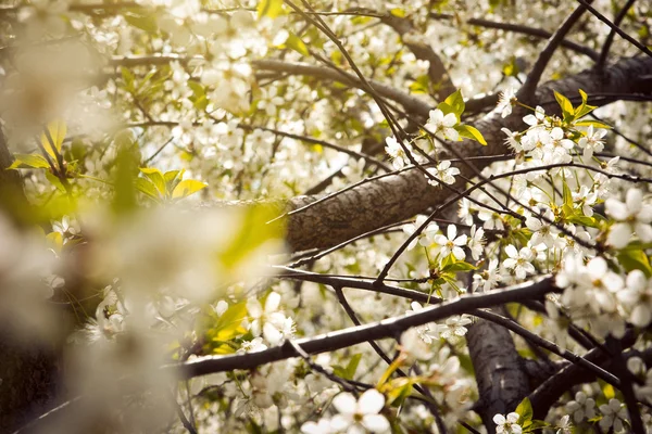 Drzewa wiśniowe w kwiat — Zdjęcie stockowe