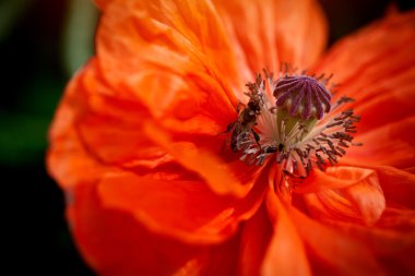 Bir arı ile haşhaş