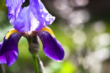 güzel mavi iris