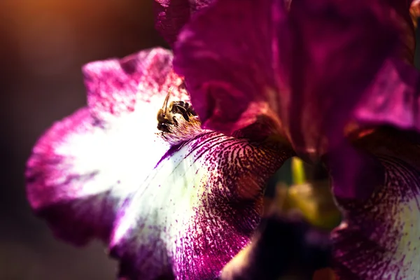 Beautiful purple iris with a bee — Stock Photo, Image