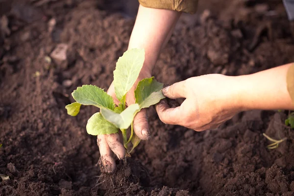 Cabbage seedlings in farmers hands — Stock Photo, Image