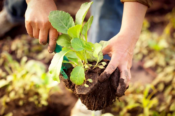 Cabbage seedlings in farmers hands — Stock Photo, Image