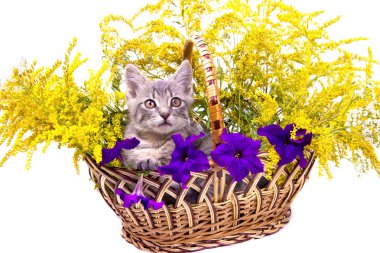 Little kitten sitting in the basket with flowers clipart