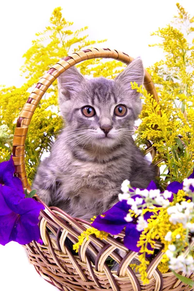 Mały kotek siedzi w kosz z kwiatami — Zdjęcie stockowe