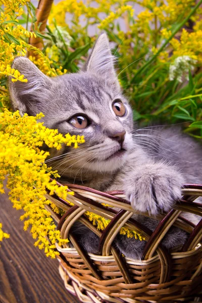 Mały kotek siedzi w kosz z kwiatami — Zdjęcie stockowe