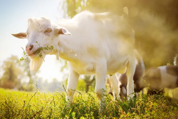 Retrato de uma cabra comendo grama — Fotografia de Stock
