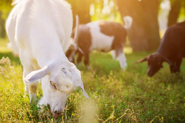 Retrato de uma cabra comendo grama — Fotografia de Stock