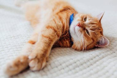 Kızıl kedi oturma odasında kanepede dinleniyor pirelere karşı tasma takıyor. Sağlıklı evcil hayvan evde iyi vakit geçiriyor.
