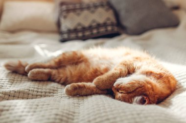 Oturma odasındaki koltukta yastıklarla çevrili kızıl kedi dinleniyor. Evcil hayvan evde iyi vakit geçiriyor.