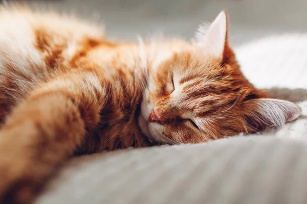 Ginger Gato Relaxante Sofá Sala Estar Pet Divertindo Casa Dormindo — Fotografia de Stock