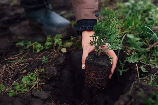 Bahçıvan Konteynırdan Küçük Bir Thuja Alıp Toprağa Ağaç Koyar Sonbaharda — Stok fotoğraf