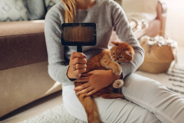 Pentear Gato Gengibre Com Escova Pente Casa Dono Mulher Cuidando — Fotografia de Stock