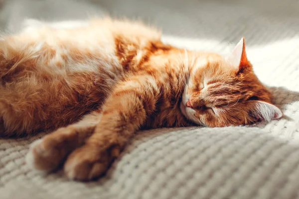 Ginger Cat Relaxing Couch Living Room Pet Having Good Time — Stock Photo, Image