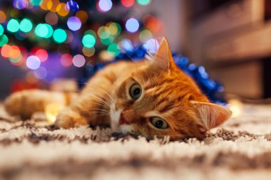 Kızıl kedi Noel ağacının altında çelenk ve süslemelerle oynuyor. Evde, halının üzerinde yatıyor. Noel ve Yeni Yıl kavramı