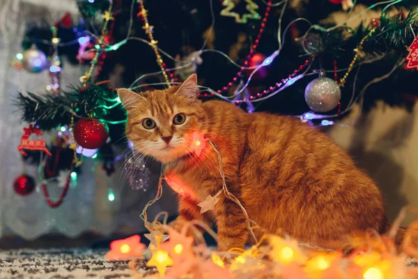 Ginger Kočka Přistižena Jak Doma Hraje Osvětlovacími Světly Pod Vánočním — Stock fotografie