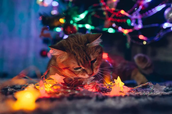 Ginger Kočka Chytil Kousání Věnec Světla Pod Vánoční Stromeček Doma — Stock fotografie