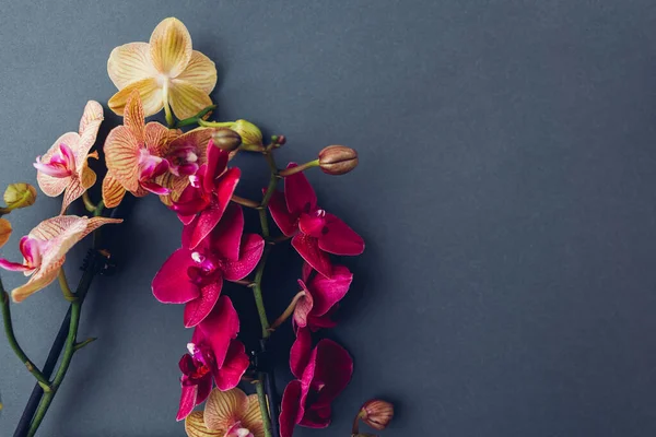 Lindas Flores Coloridas Orquídeas Fundo Cinza Borgonha Amarelo Florescendo Plantas — Fotografia de Stock
