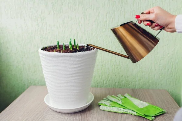 Kertész Öntözés Tulipán Csírák Pot Segítségével Modern Arany Öntözőkanna Otthon — Stock Fotó