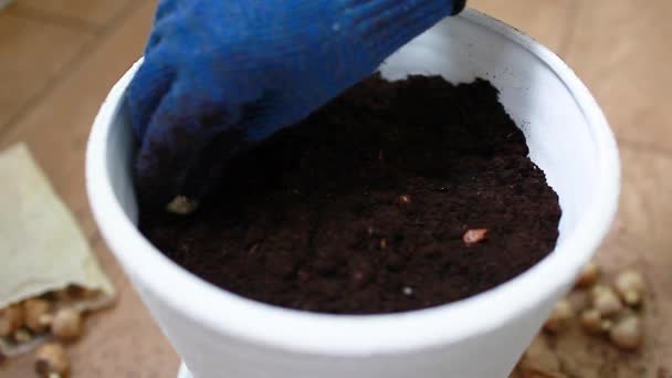 Gardener Mulher Plantando Bulbos Panela Casa Usando Luvas Narciso Bulbos — Vídeo de Stock