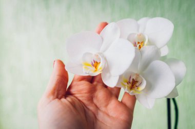 Beyaz orkide çiçeklerine dokunan bir kadın. Bahçıvan ev bitkileriyle ilgileniyor. Çiçek açan falaenopsis