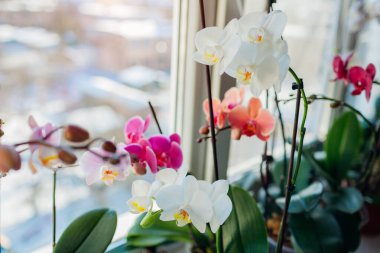 Çiçek açan orkideler. Beyaz, mor, pembe, turuncu, kırmızı orkideler pencere pervazında çiçek açar. Ev çiçekleri büyür. Bahçıvanlık hobisi