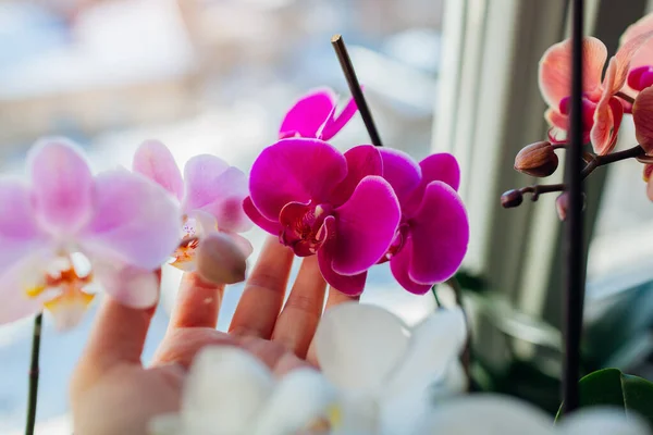 Colorful Orchids Phalaenopsis Woman Taking Care Home Plants Gardener Holding — Stock Photo, Image