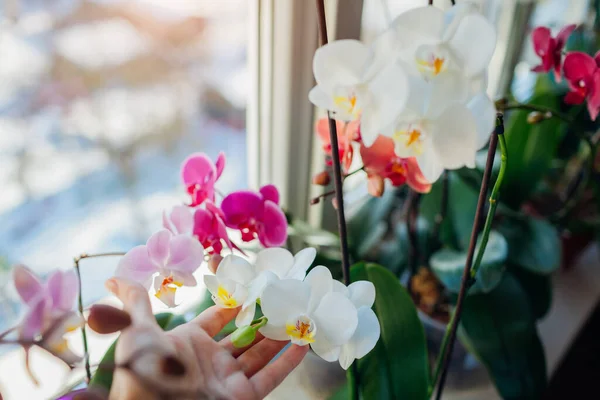 Orquídeas Coloridas Falaenopsis Mulher Cuidando Plantas Casa Jardineiro Segurando Flores — Fotografia de Stock