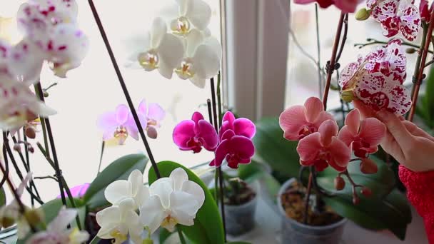 Bunte Orchideen Phalaenopsis Frau Kümmert Sich Heimische Pflanzen Gärtner Der — Stockvideo