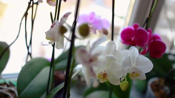 Bunte Orchideen Phalaenopsis Blühende Heimische Pflanzen Rosa Rot Lila Orange — Stockvideo