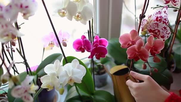 Altın Metal Sulama Kutusuyla Orkideleri Suluyorum Pencere Pervazında Çiçek Bitkilerle — Stok video