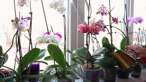 Orchideen Phalaenopsis Mit Goldener Metall Gießkanne Gießen Frau Kümmert Sich — Stockvideo