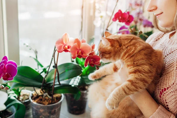 Femme Tenant Chat Appréciant Les Orchidées Fleurs Sur Rebord Fenêtre — Photo