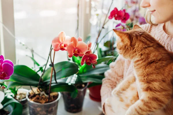 Femme Tenant Chat Appréciant Les Orchidées Fleurs Sur Rebord Fenêtre — Photo