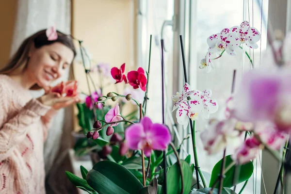 Молодая Счастливая Женщина Нюхающая Цветущие Орхидеи Подоконнике Домохозяйка Заботится Домашних — стоковое фото