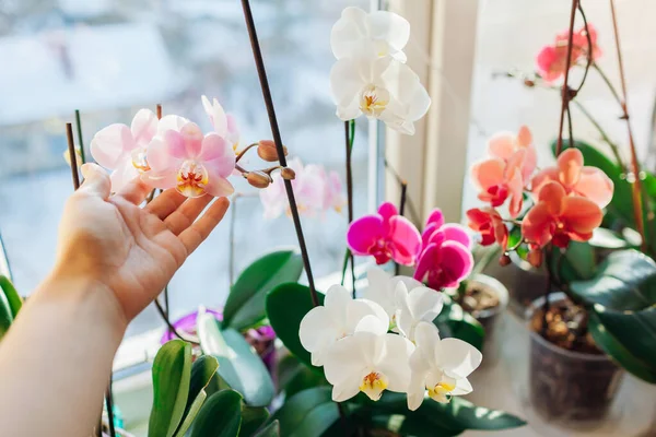 Красочные Орхидеи Фаленопсис Женщина Ухаживает Домашними Растениями Садовник Держит Белые — стоковое фото