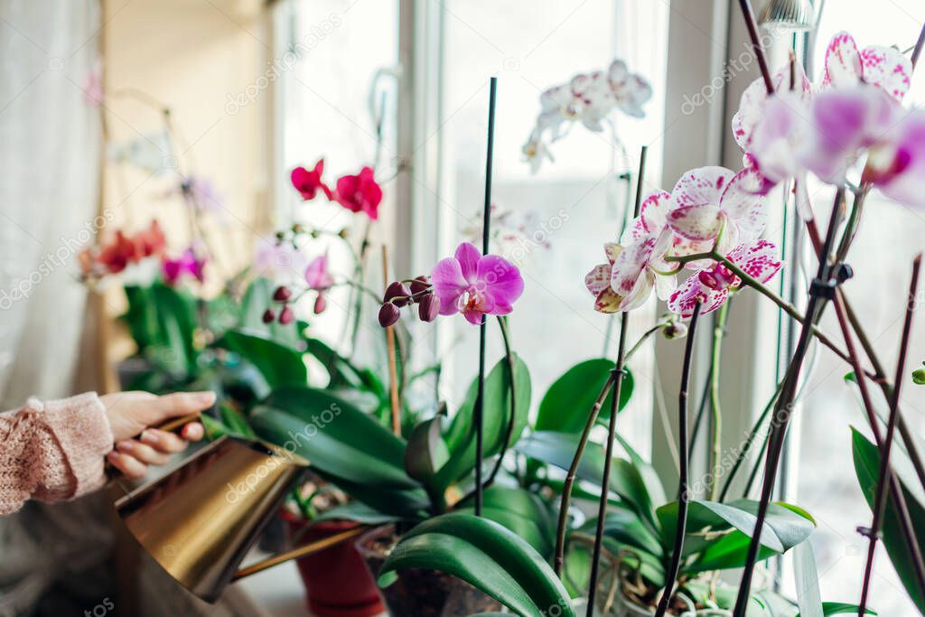 Watering orchids phalaenopsis with golden metal watering can. Woman taking care of home plants and flowers on window sill. Home hobbies