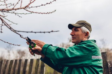 Ağacı makasıyla budamak için çalışan bir adam. Üniforma giyen erkek çiftçi bahar bahçesinde budama makası veya mezhepçilerle dallar kesiyor.