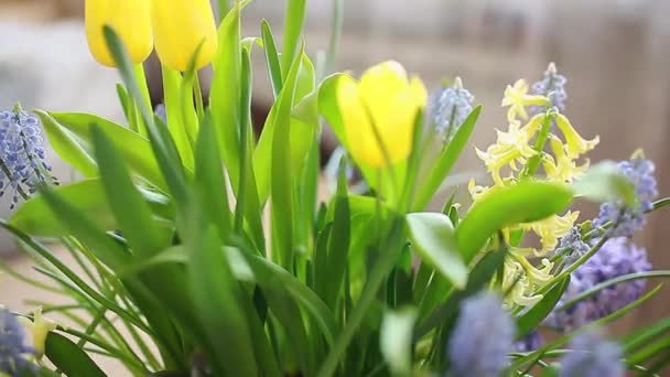ハッピーレディースデー3月8日現在 テーブルの上に花が咲く春の花と家のギフトボックスで挨拶の書き込み — ストック動画